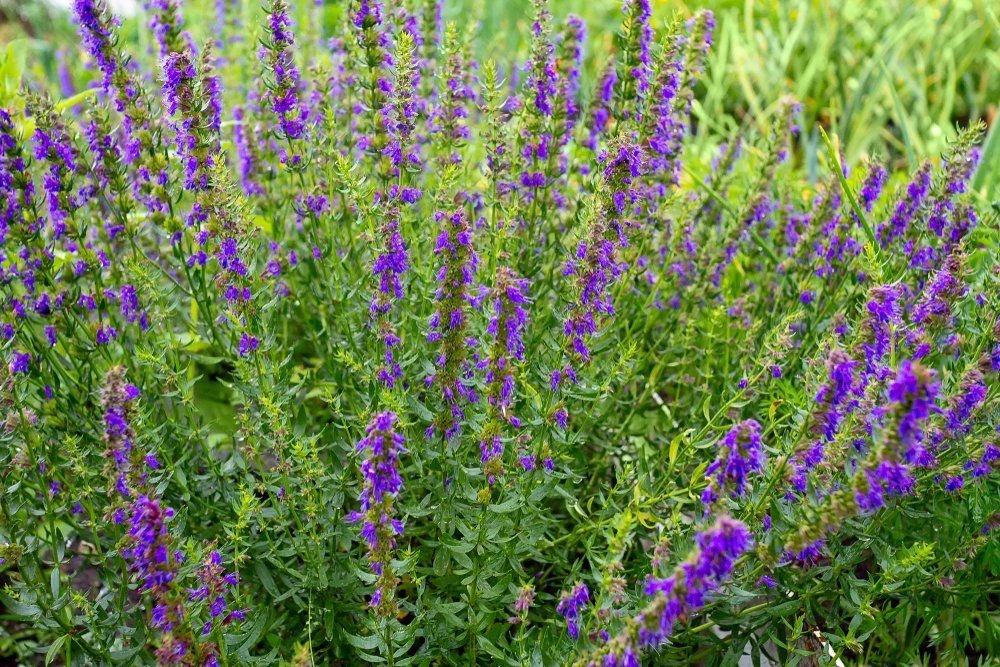 Hyssop