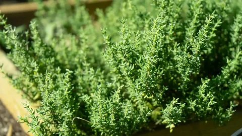 Thyme